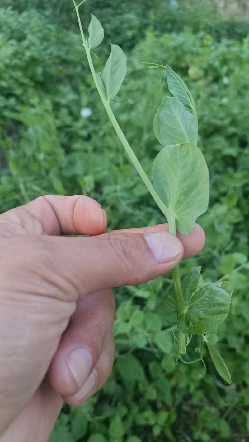 贵州高山露天种植豌豆苗，崭新上市大量供货诚信经营质量保证