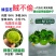 奥士亚绿宝石小番茄种子高糖口感型绿色贼不偷小樱桃西红柿