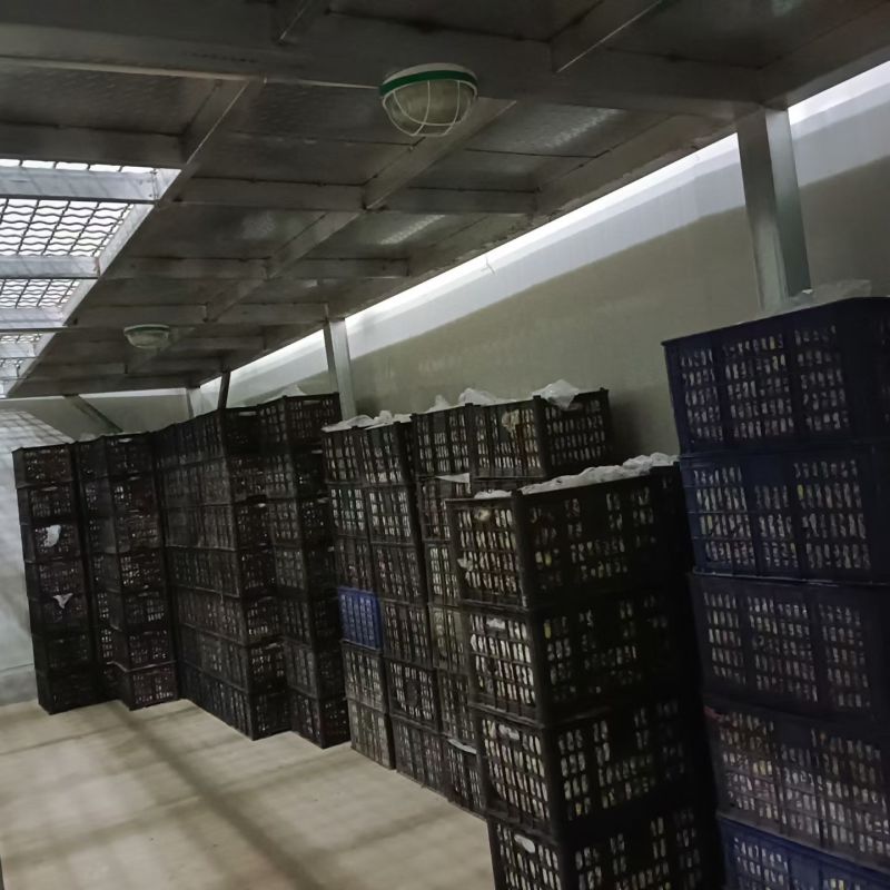 宁夏灵武长红枣