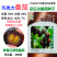 奥士亚巧克力番茄种子无限生长咖啡色小西红柿种籽樱桃小番茄
