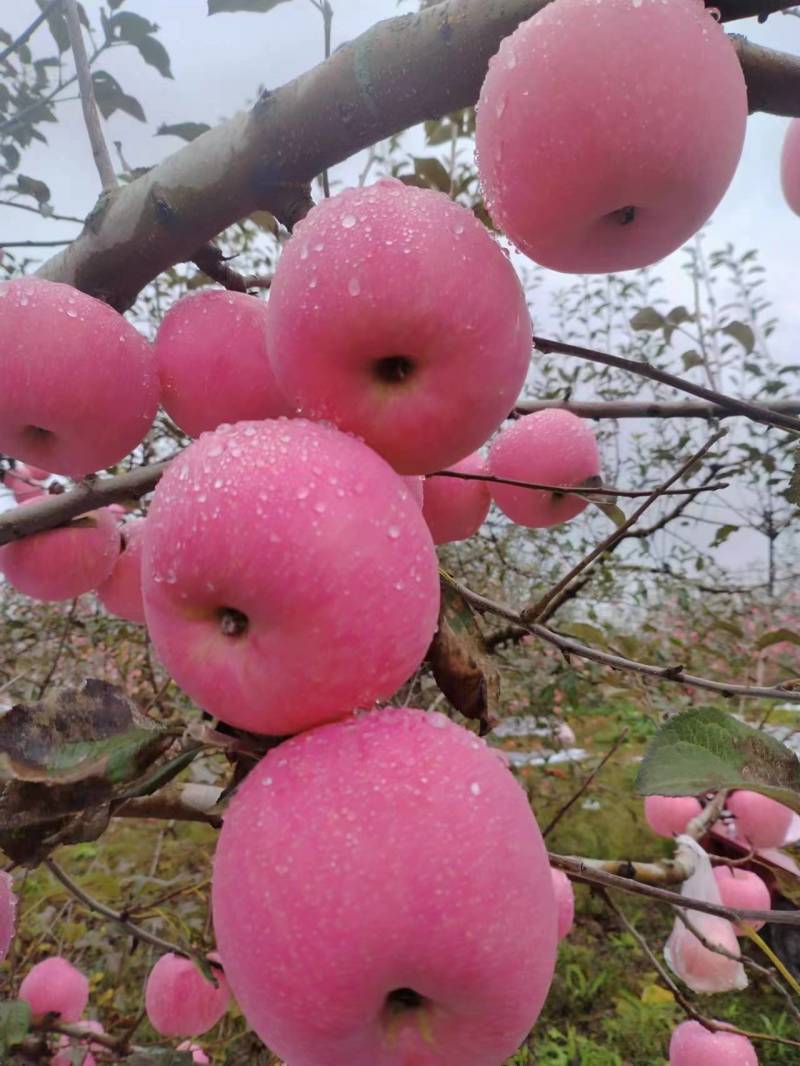 袁姐红富士苹果