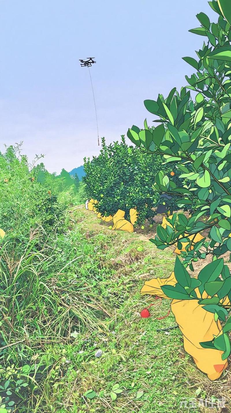 阳光山泉出好柚，酸甜爽口沁心田。甜似初恋，包邮到家哦