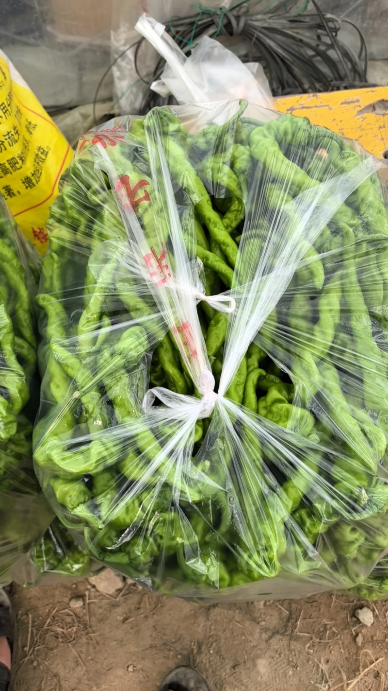 江西赣州信丰螺丝椒。