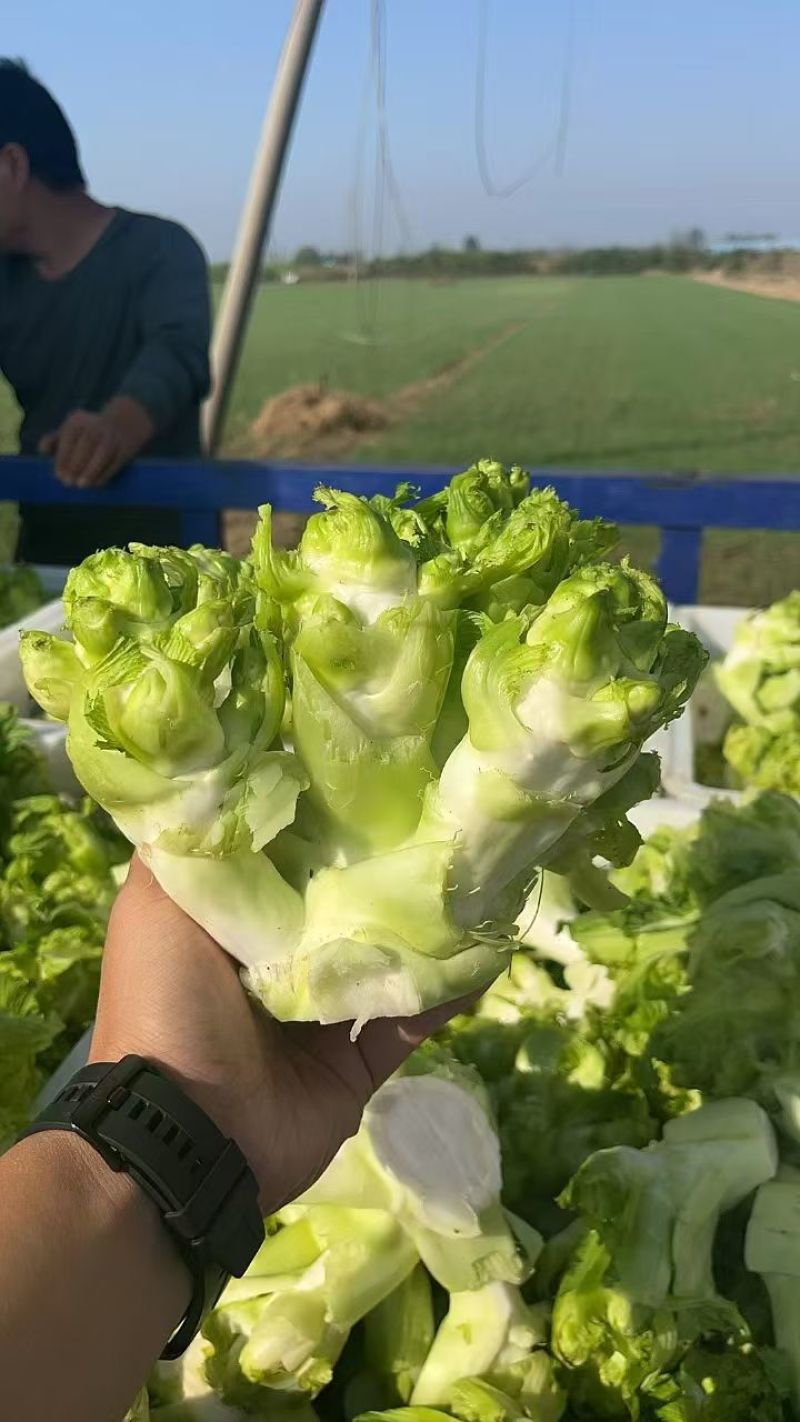 精品儿菜大量上市中。品质好。价格不高，欢迎新老客户前来订