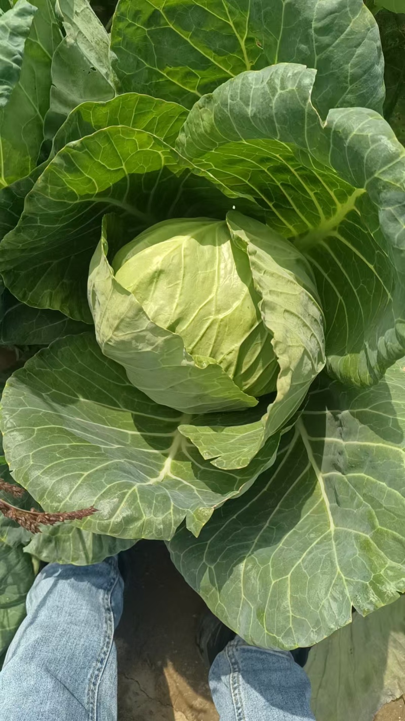 甘蓝大量上市，没虫眼，宣菜，有需要的老板联系