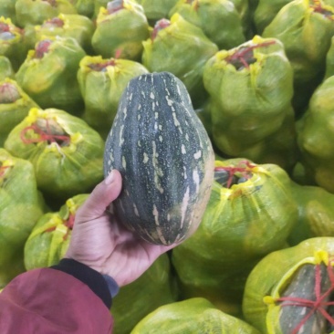 本地QQ南瓜口感好面甜大量上市质量好有需要老板可视频看货