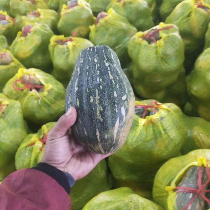本地QQ南瓜口感好面甜大量上市质量好有需要老板可视频看货