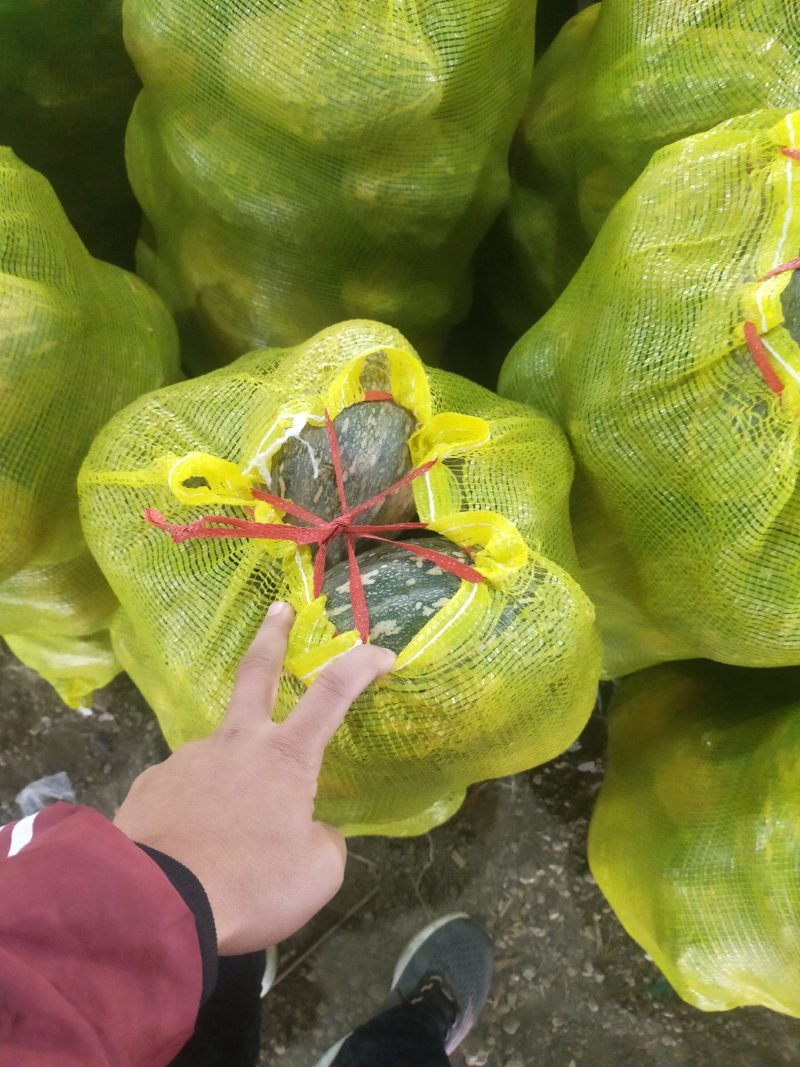 本地QQ南瓜口感好面甜大量上市质量好有需要老板可视频看货