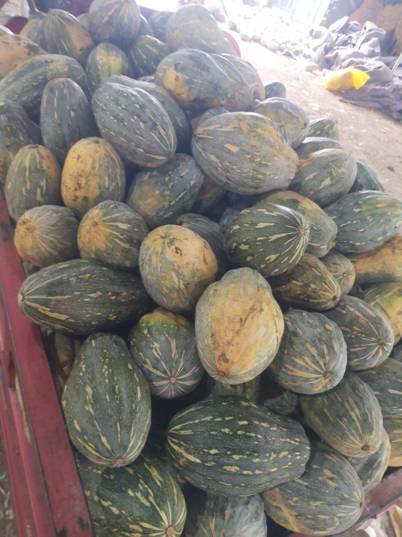 本地QQ南瓜口感好面甜大量上市质量好有需要老板可视频看货