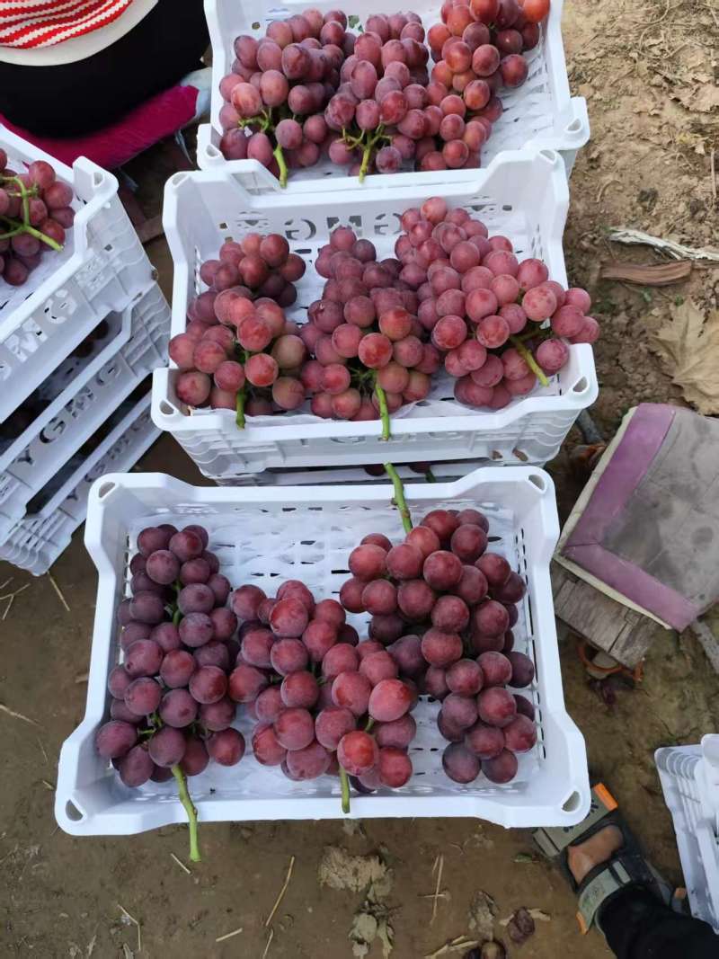 妮娜皇后葡萄大量供应产地发货量大从优质量保证欢迎咨询