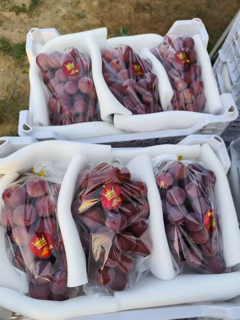 妮娜皇后葡萄大量供应产地发货量大从优质量保证欢迎咨询