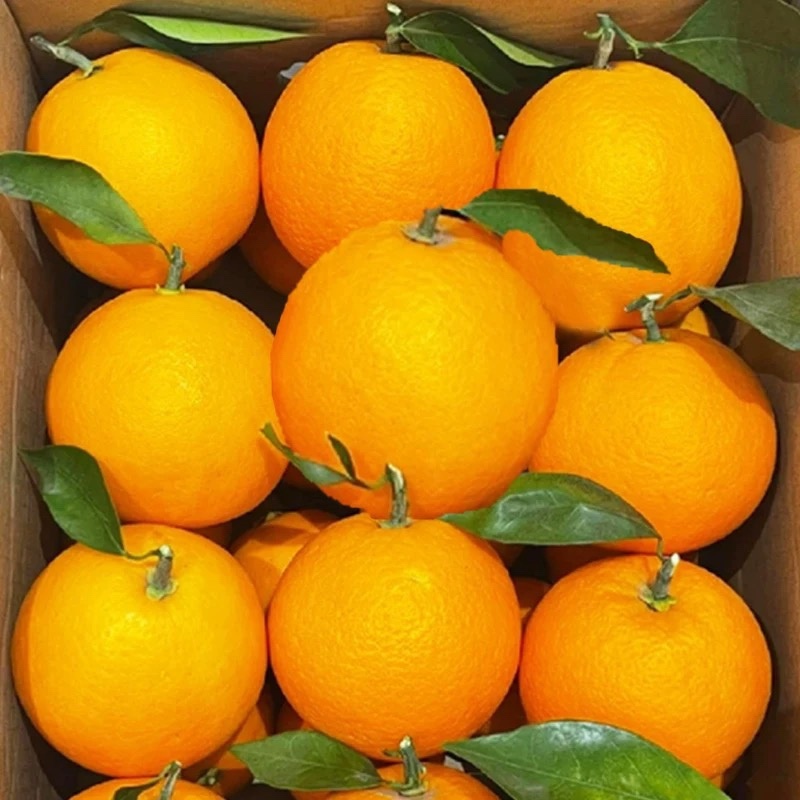 江西赣橙🍊