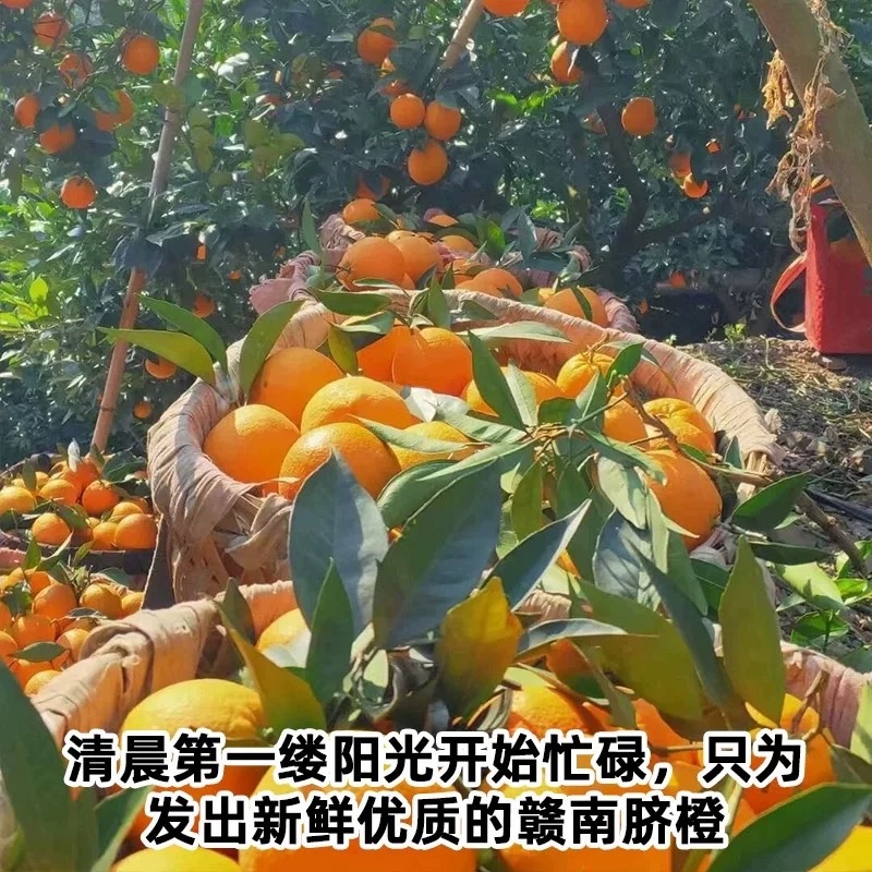 江西赣橙🍊