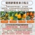 江西赣橙🍊