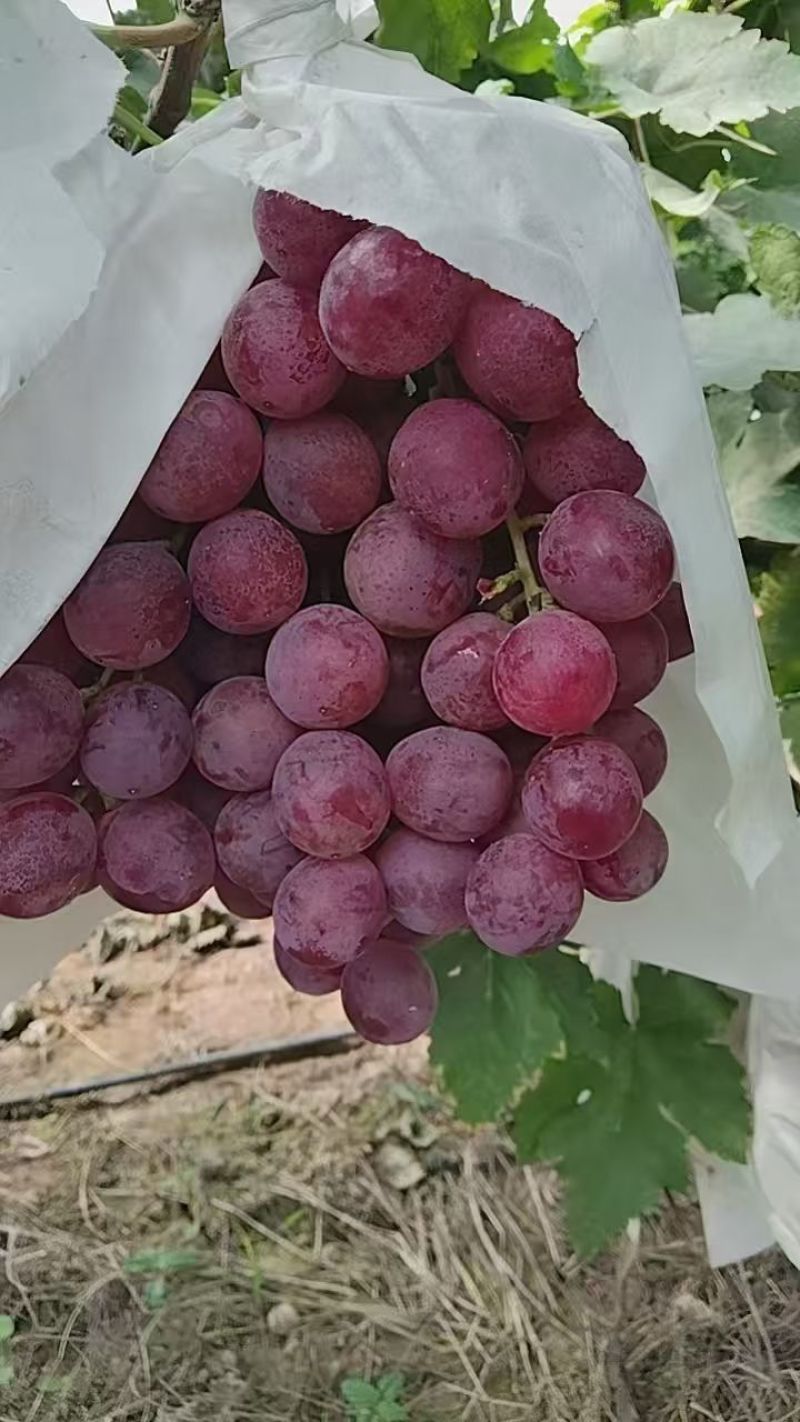 妮娜皇后葡萄大量供应产地发货量大从优质量保证欢迎咨询