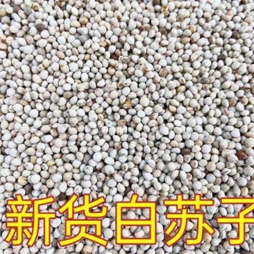药材白苏子农家自产白苏子籽玉苏子鸟食鸟粮生苏子