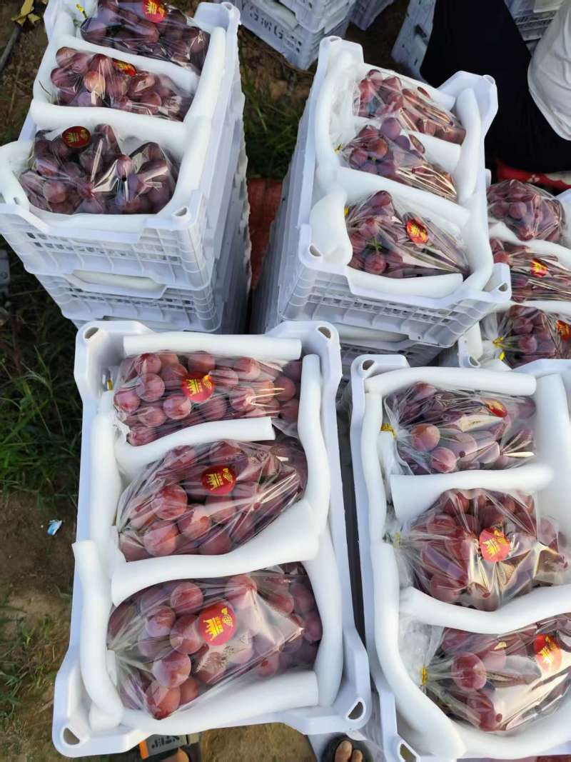 浪漫红颜葡萄产地发货量大从优质量保证欢迎咨询