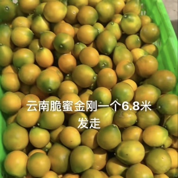 脆蜜金桔20吨