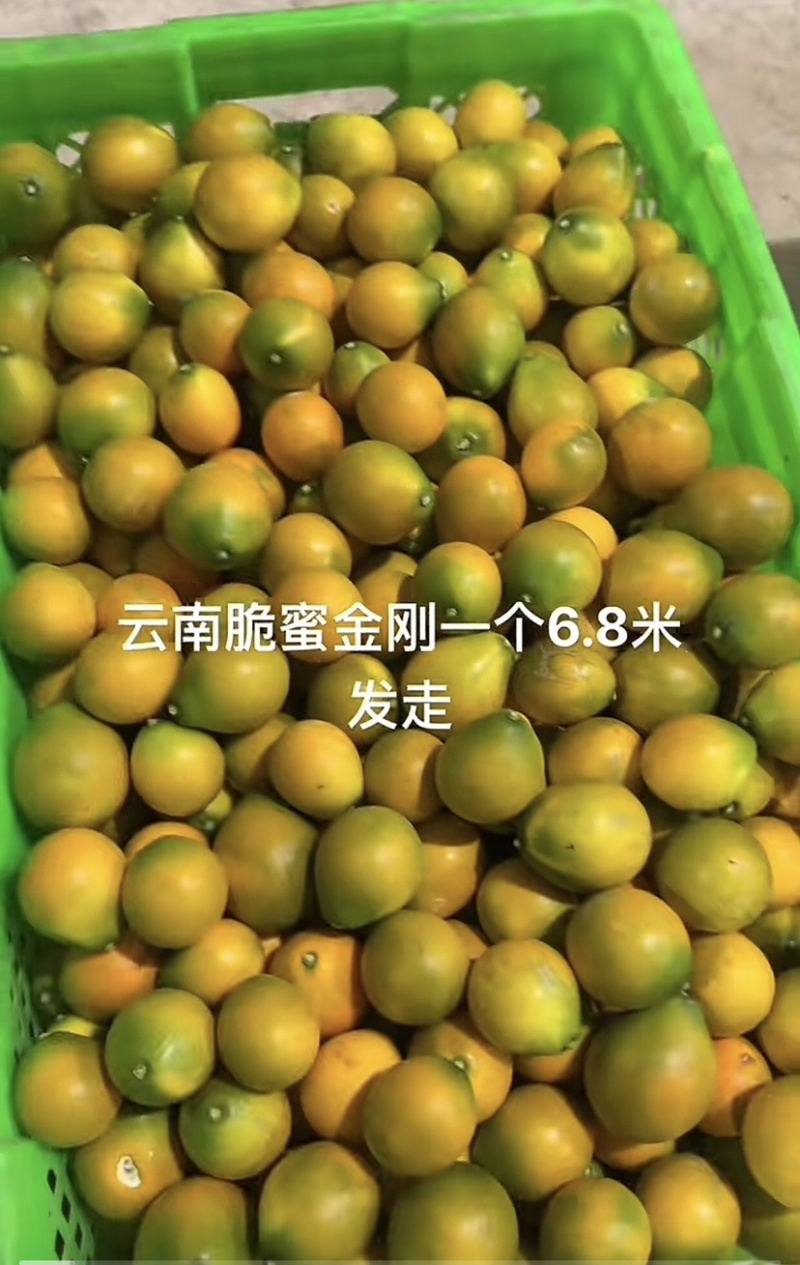 脆蜜金桔20吨