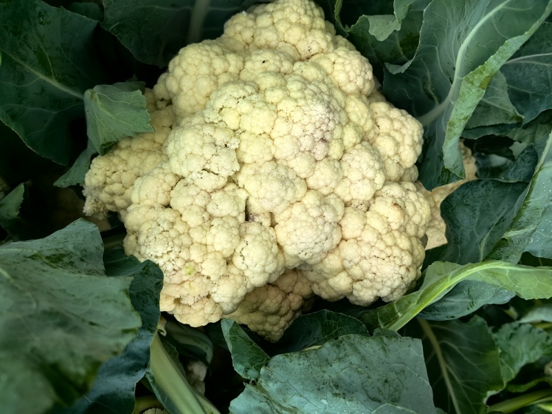 花菜