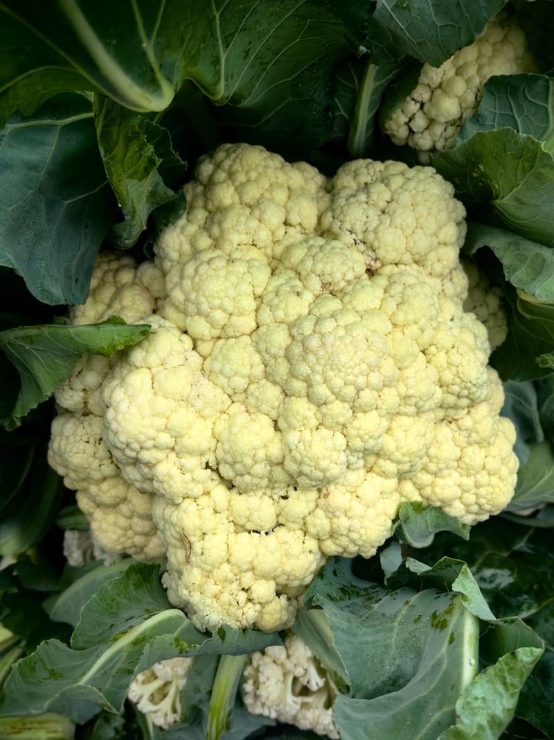 花菜