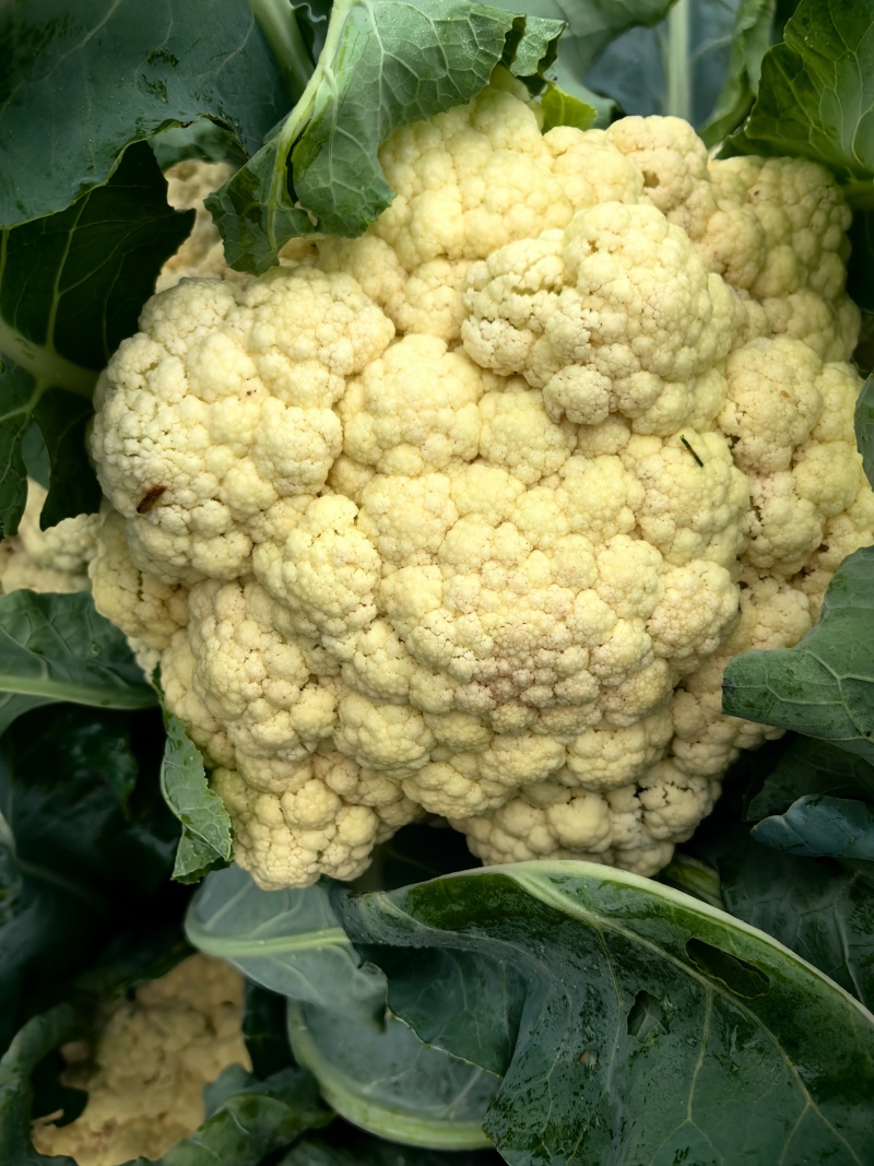花菜