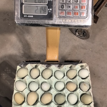 绿壳粉壳初产蛋