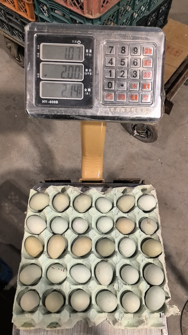 绿壳粉壳初产蛋