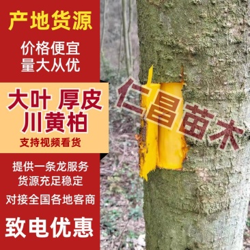 黄柏苗川黄柏苗厚皮大叶