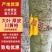 黄柏苗川黄柏苗厚皮大叶