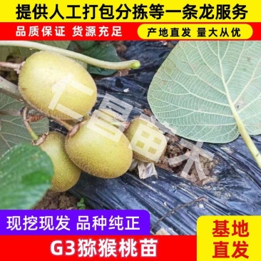 G3黄心猕猴桃嫁接苗现挖现发提供技术指导