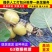 G3黄心猕猴桃嫁接苗现挖现发提供技术指导