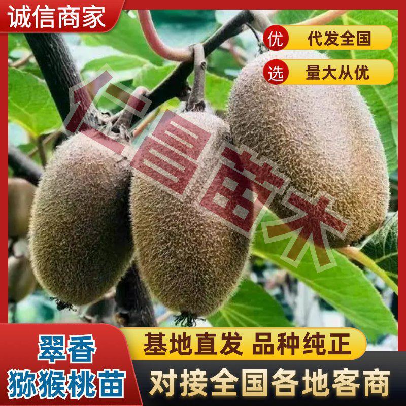 翠香猕猴桃苗嫁接苗提供资料可考查包邮