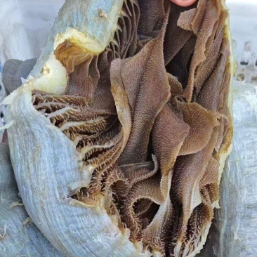 黑个个毛肚