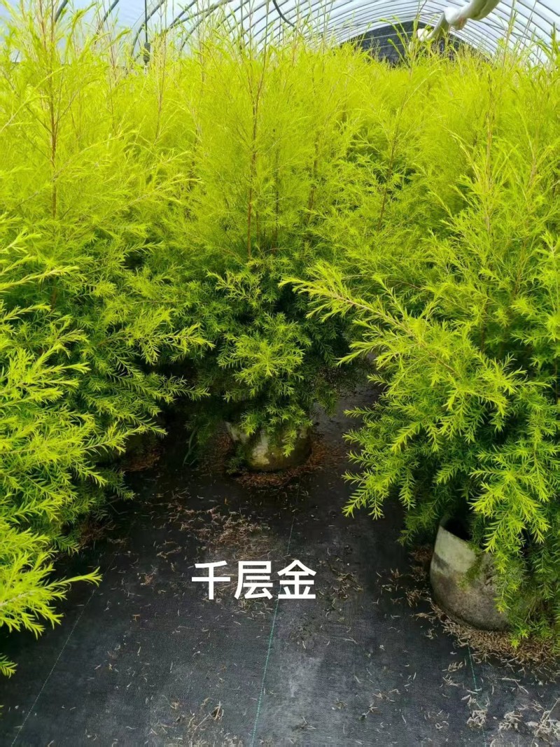 成都千层金美织袋苗批发、黄金香柳自然冠袋苗出售