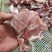 大块精碎肉