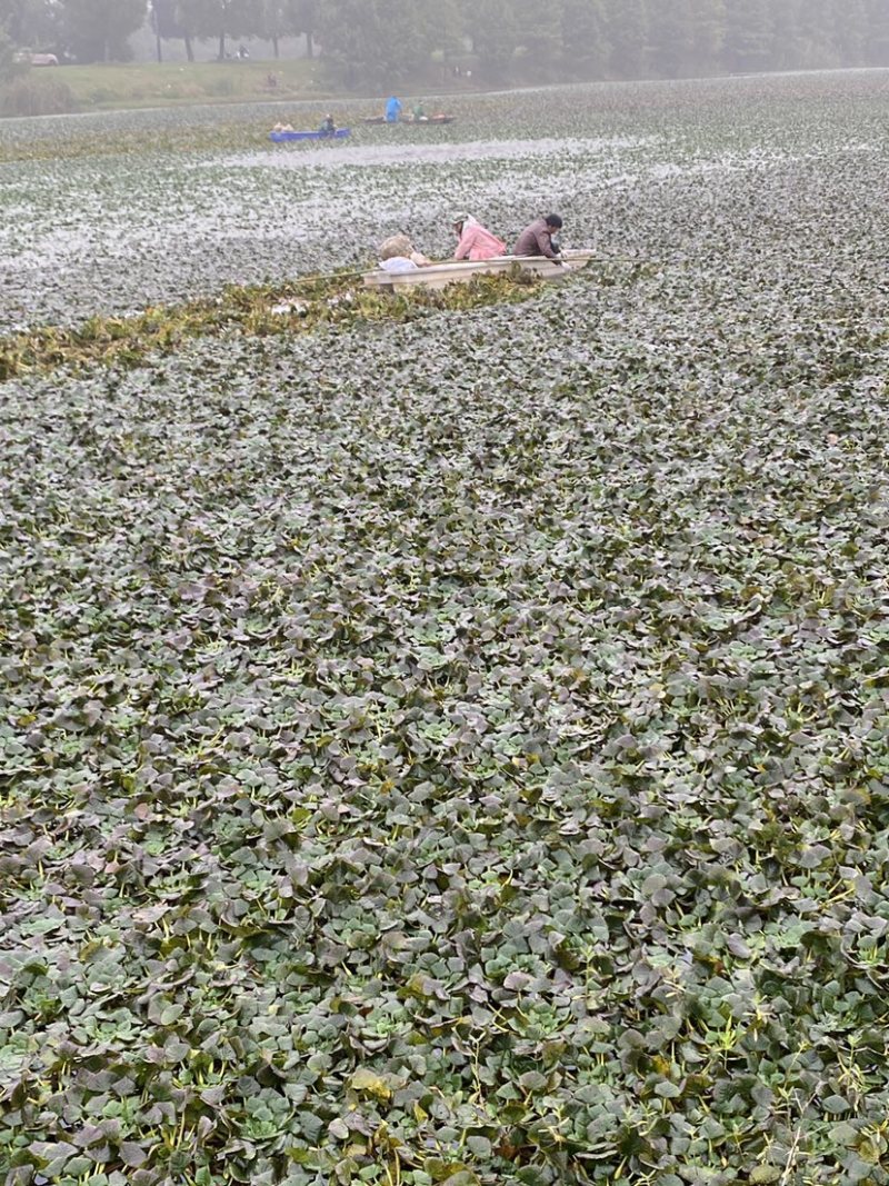 八里河菱角