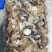 羊杂3号