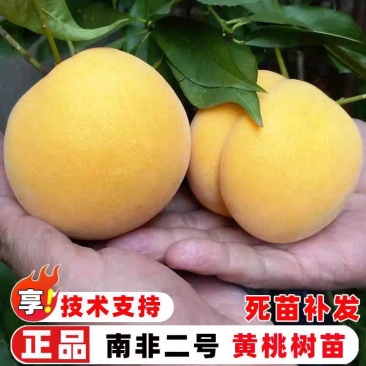 南非二号黄桃苗嫁接成苗，苗木基地产地直发批发