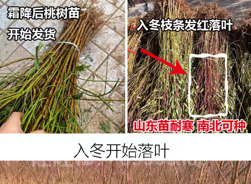 南非二号黄桃苗嫁接成苗，苗木基地产地直发批发