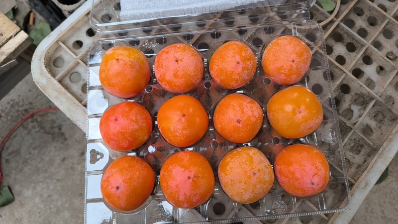 灵宝吊红火罐火葫芦柿子