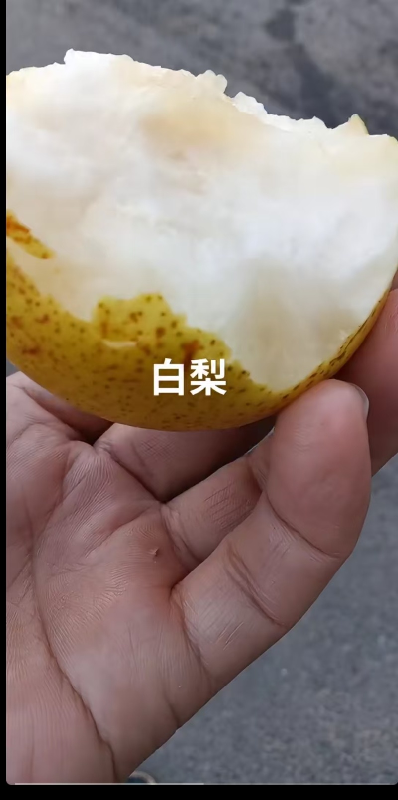 绥中白梨【白梨】诚信经营支持视频看货，可发往全国市场！