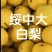 绥中白梨【白梨】诚信经营支持视频看货，可发往全国市场！