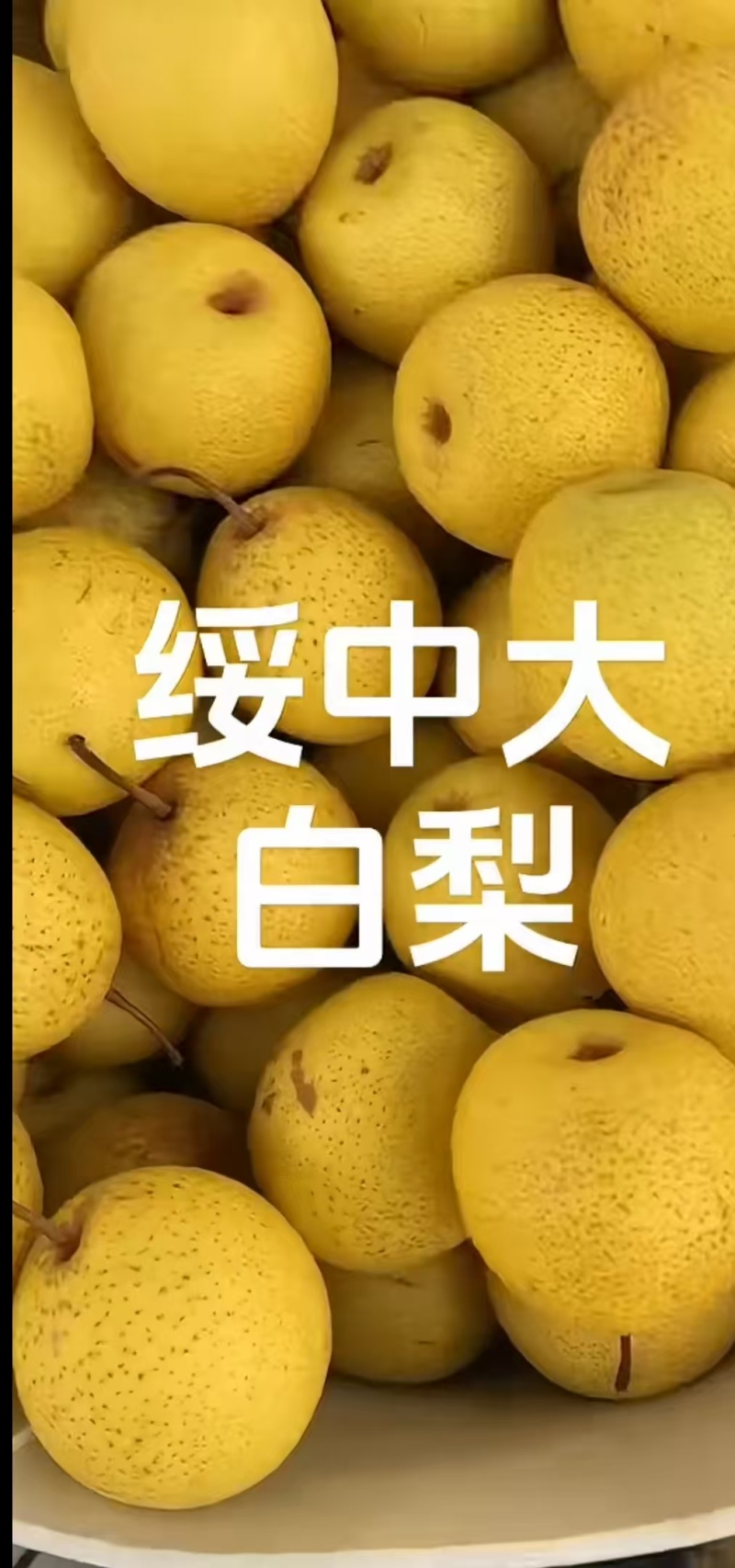 绥中白梨【白梨】诚信经营支持视频看货，可发往全国市场！