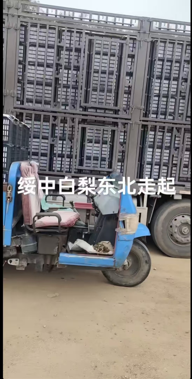 绥中白梨【白梨】诚信经营支持视频看货，可发往全国市场！