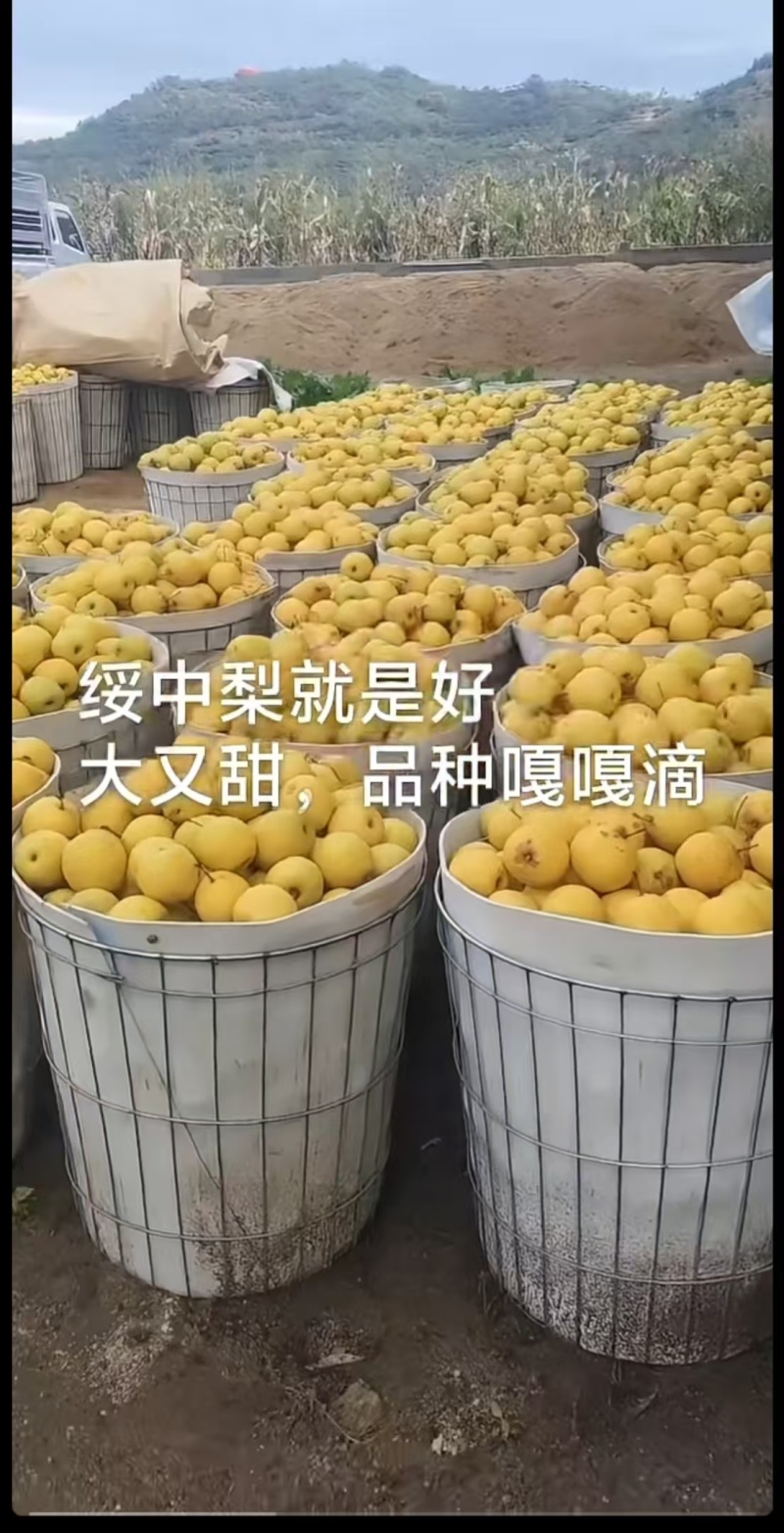绥中白梨【白梨】诚信经营支持视频看货，可发往全国市场！