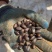 有没有收松子的，我大量有货