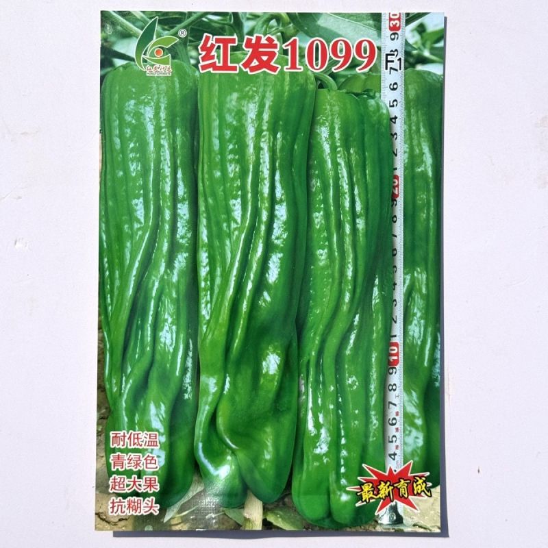 红发1099超大果薄皮椒种子早熟青椒薄皮微辣泡椒高产抗病