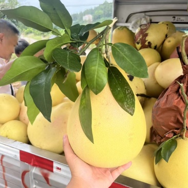 精品套袋三红柚