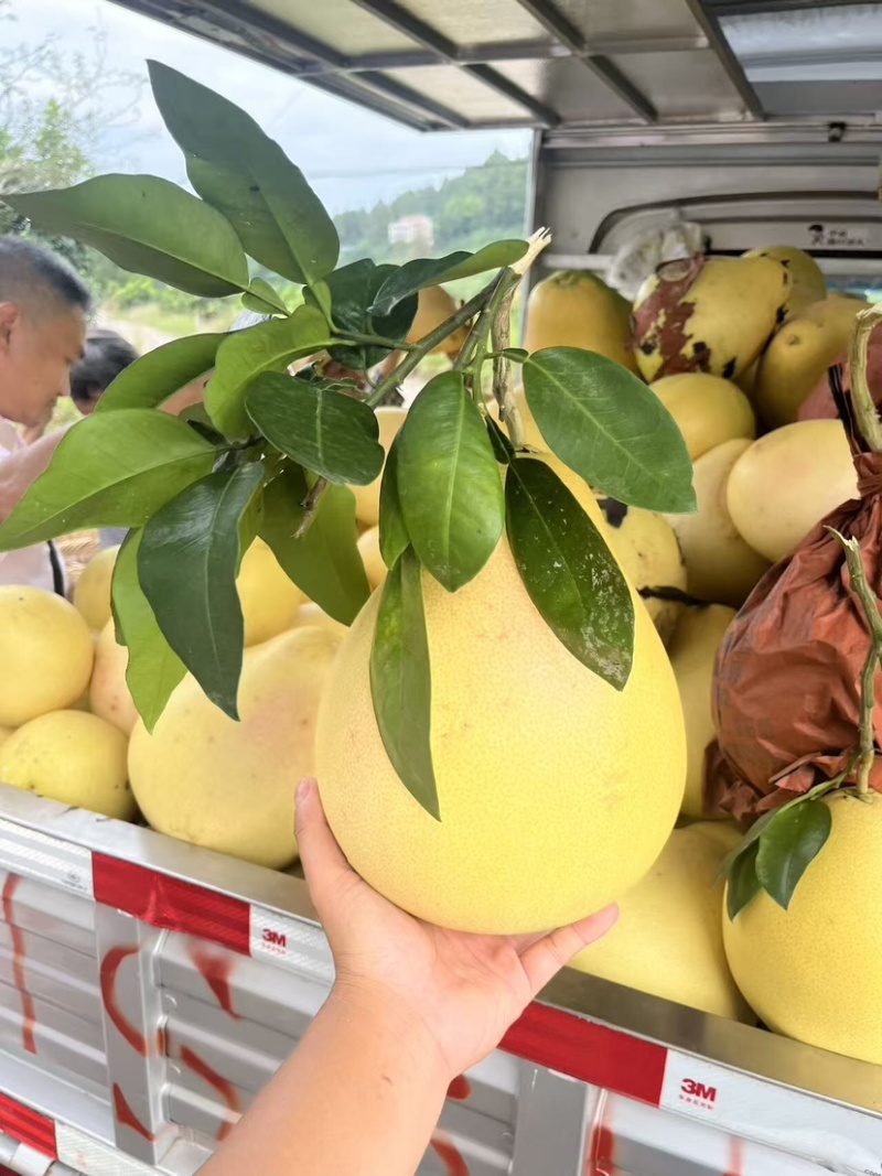 精品套袋三红柚
